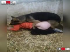 As a dog slave bitch, the husband was made to have sex with a dog.